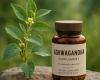 همهچیز درباره مکمل آشواگاندا | فواید، نحوه مصرف و کاربردها در ورزش و سلامت